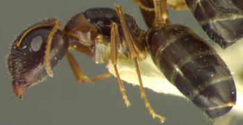 Media type: image; Entomology 21545   Aspect: habitus lateral view